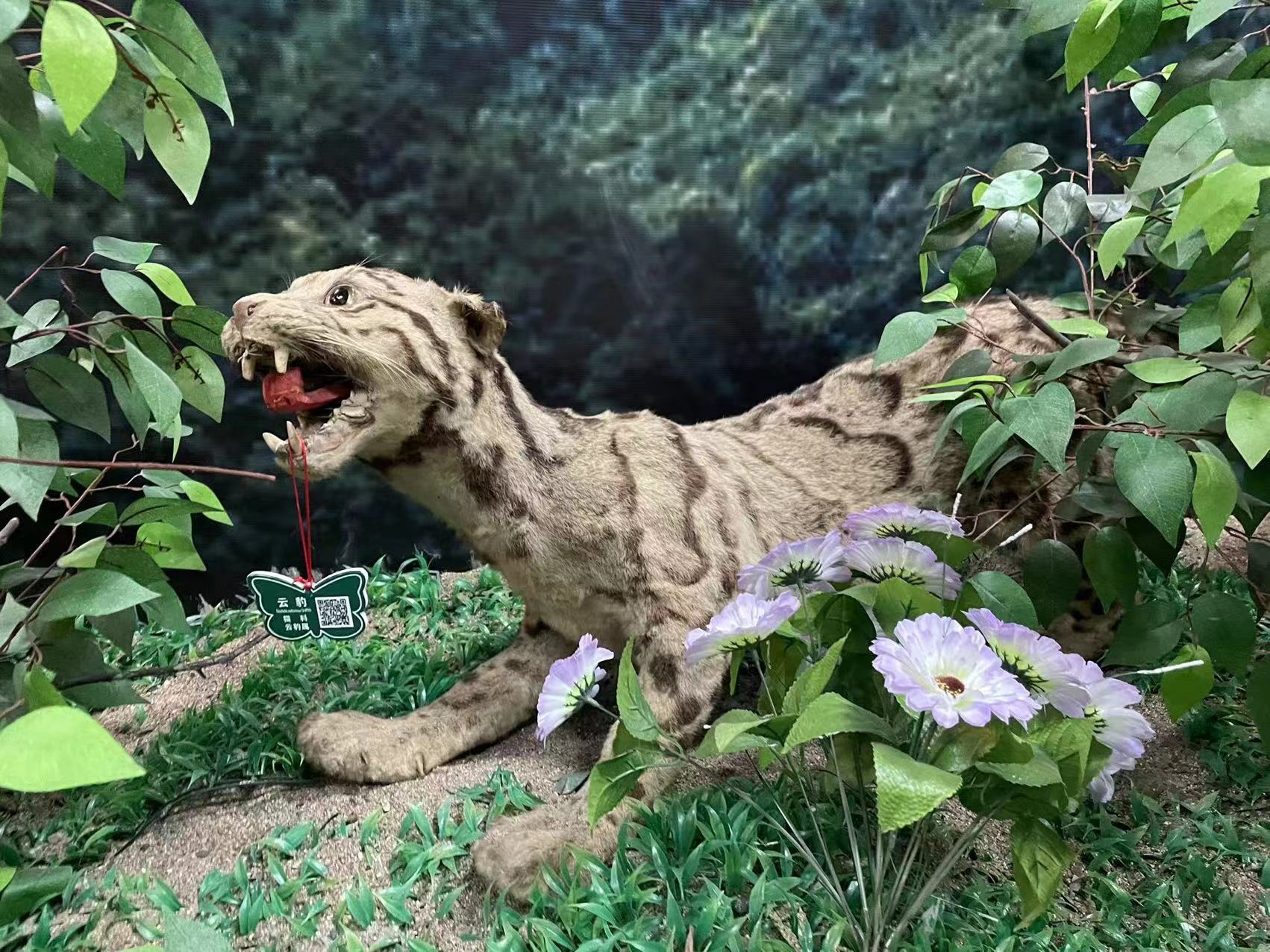 动物1.jpg